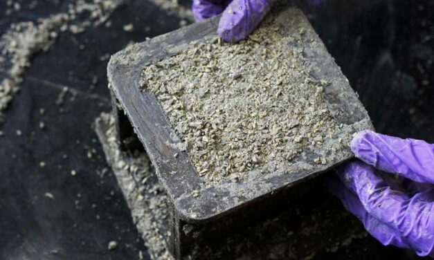 Hemp-Based Building Materials: A Sustainable Solution for the Cannabis Industry and Its Vendors